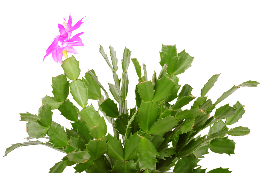 Pink Christmas Cactus Plant - Zygocactus - 2" Pot
