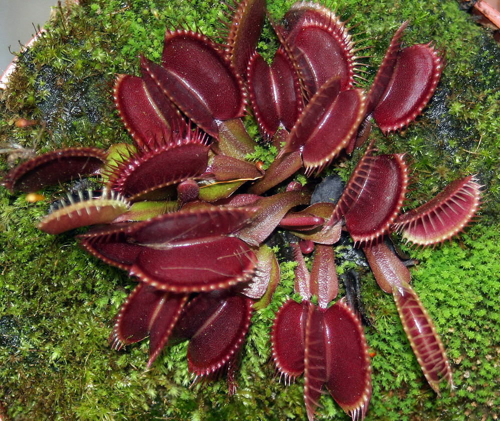 Red Dragon Venus Fly Trap Plant - Dionaea Muscipula Akai Rye - 3" Pot