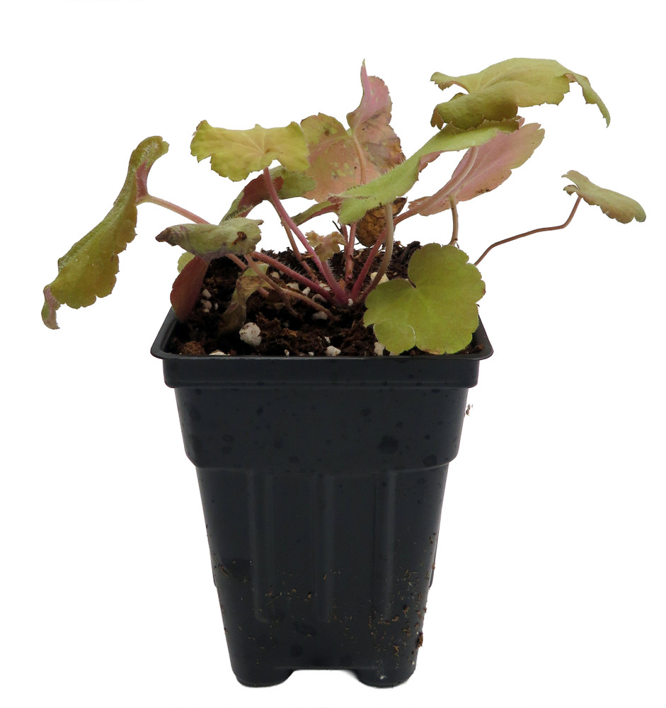 Caramel Coral Bells - Heuchera - Shade Perennial - 2.5" Pot