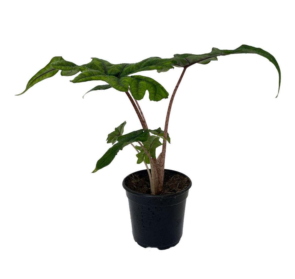 Jacklyn Alocasia tandurusa - 4" Pot - Collector's Series