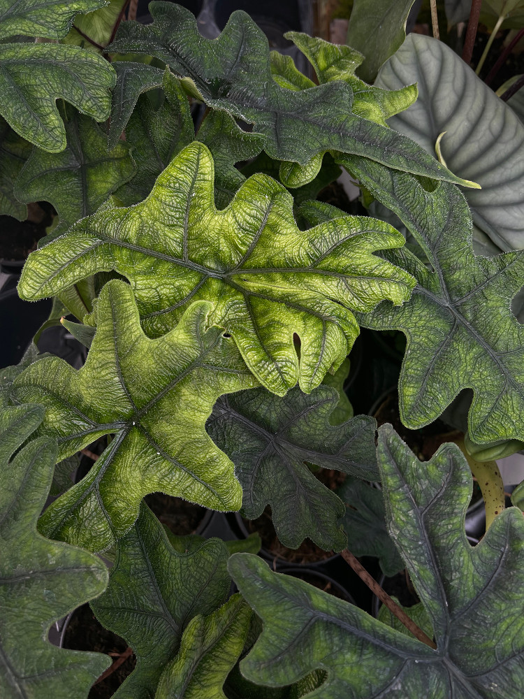 Jacklyn Alocasia tandurusa - 4" Pot - Collector's Series