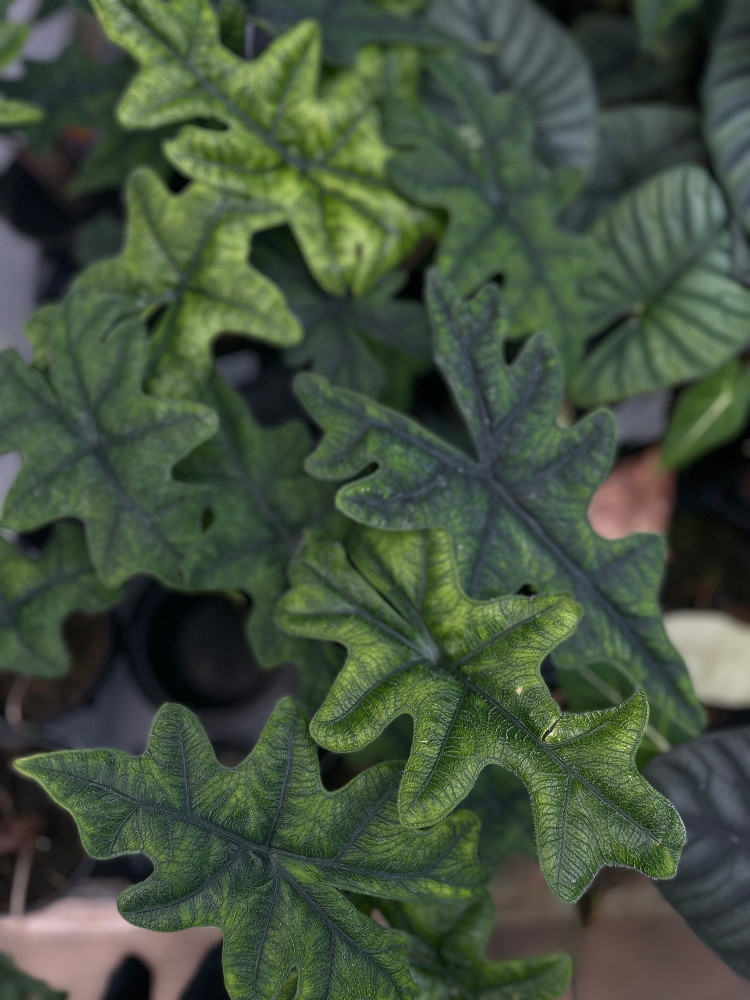 Jacklyn Alocasia tandurusa - 4" Pot - Collector's Series