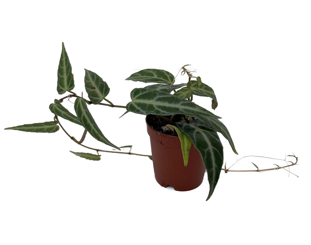 Amazon Jungle Vine - Cissus amazonica - 2" Pot - Collector's Series