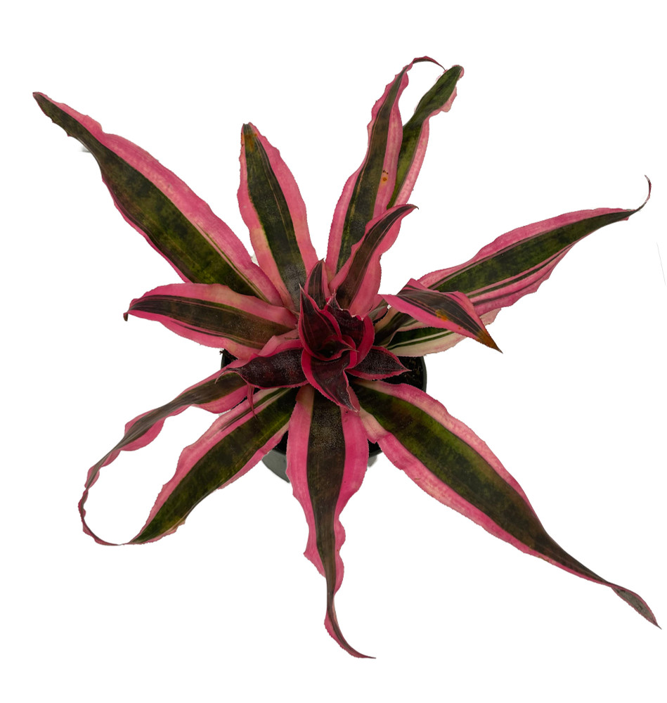 Red Baron Earth Star Plant - Cryptanthus - Easy to Grow House Plant - 5" Pot