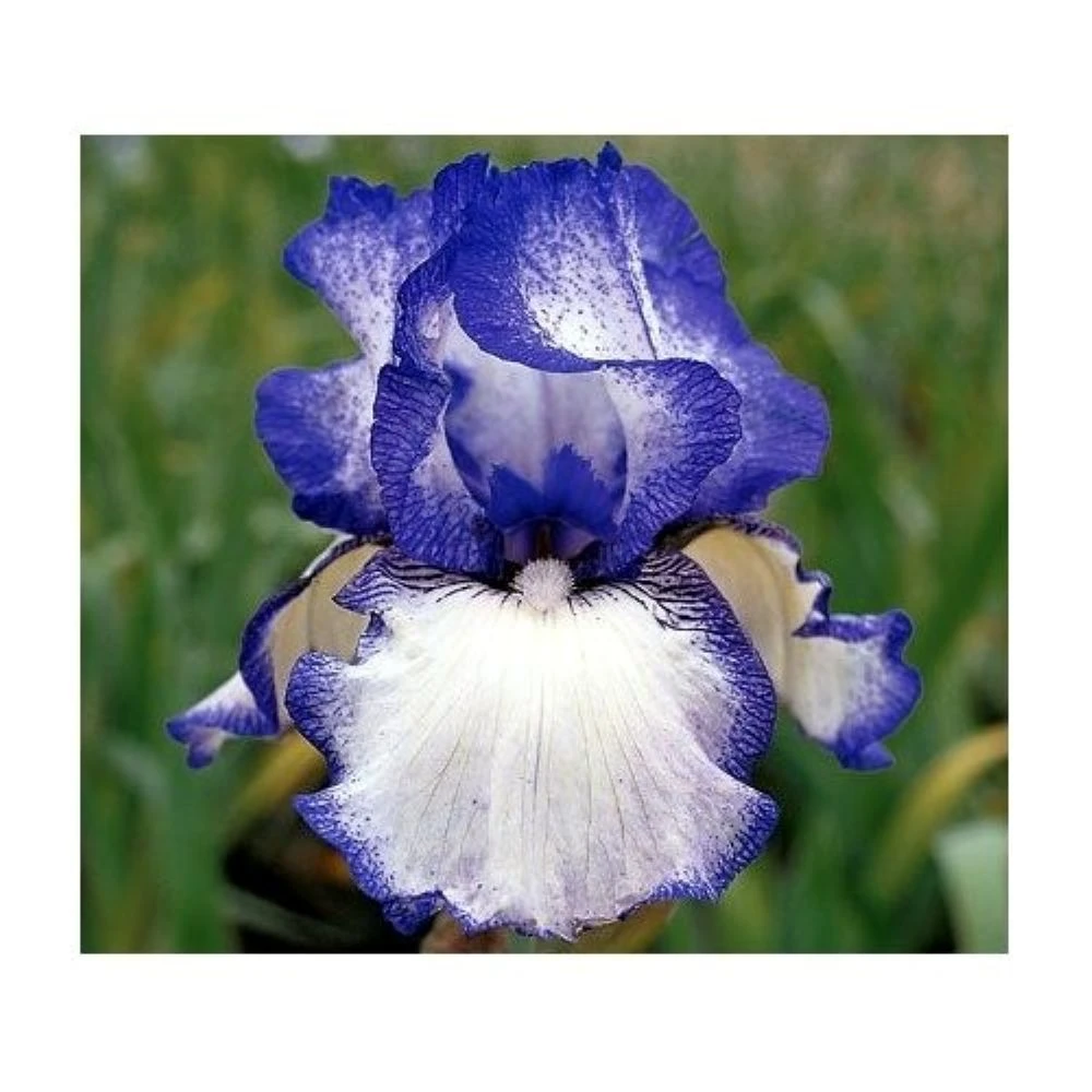 Hemstitched Bearded German Iris Rhizome - Rebloomer - Top Size Root