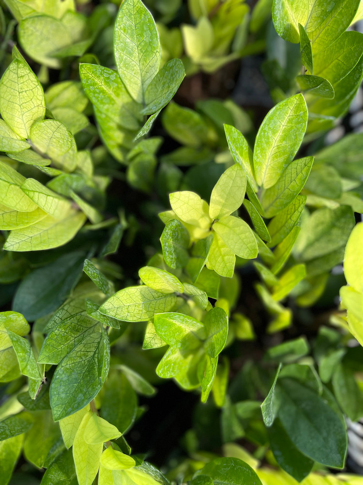 Chameleon ZZ Plant- Zamioculcas zamiifolia - NEW - 6" Pot - Collector's Series