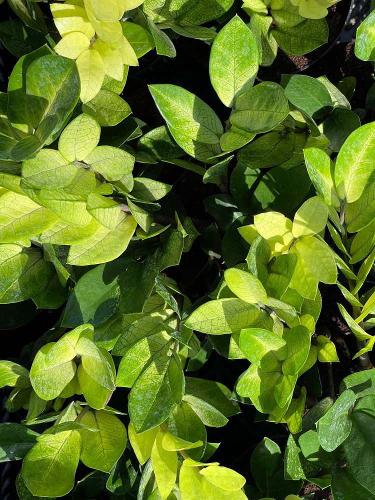 Chameleon ZZ Plant- Zamioculcas zamiifolia - NEW - 6" Pot - Collector's Series