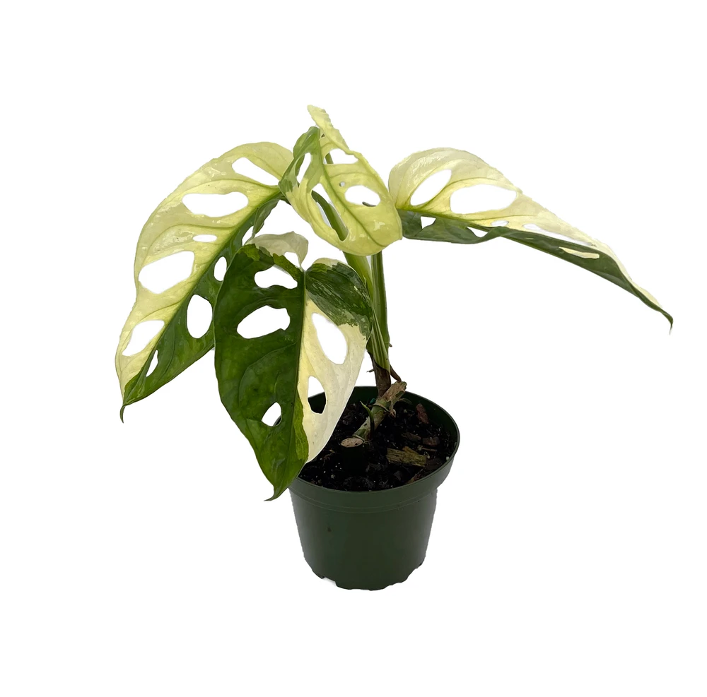 Exotic Variegated Swiss Cheese Plant - Monstera adansonii var - 4" Pot