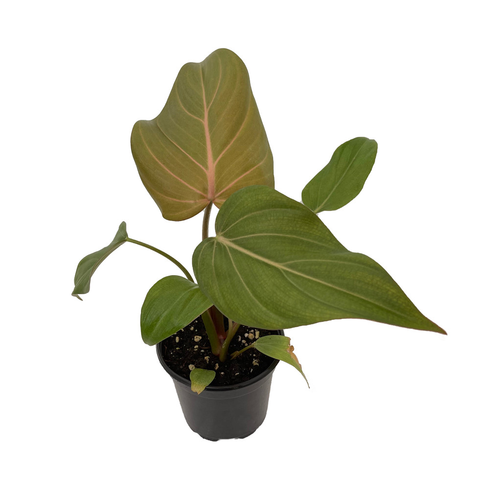 Summer Glory Philodendron - 4" Pot - Collector's Series