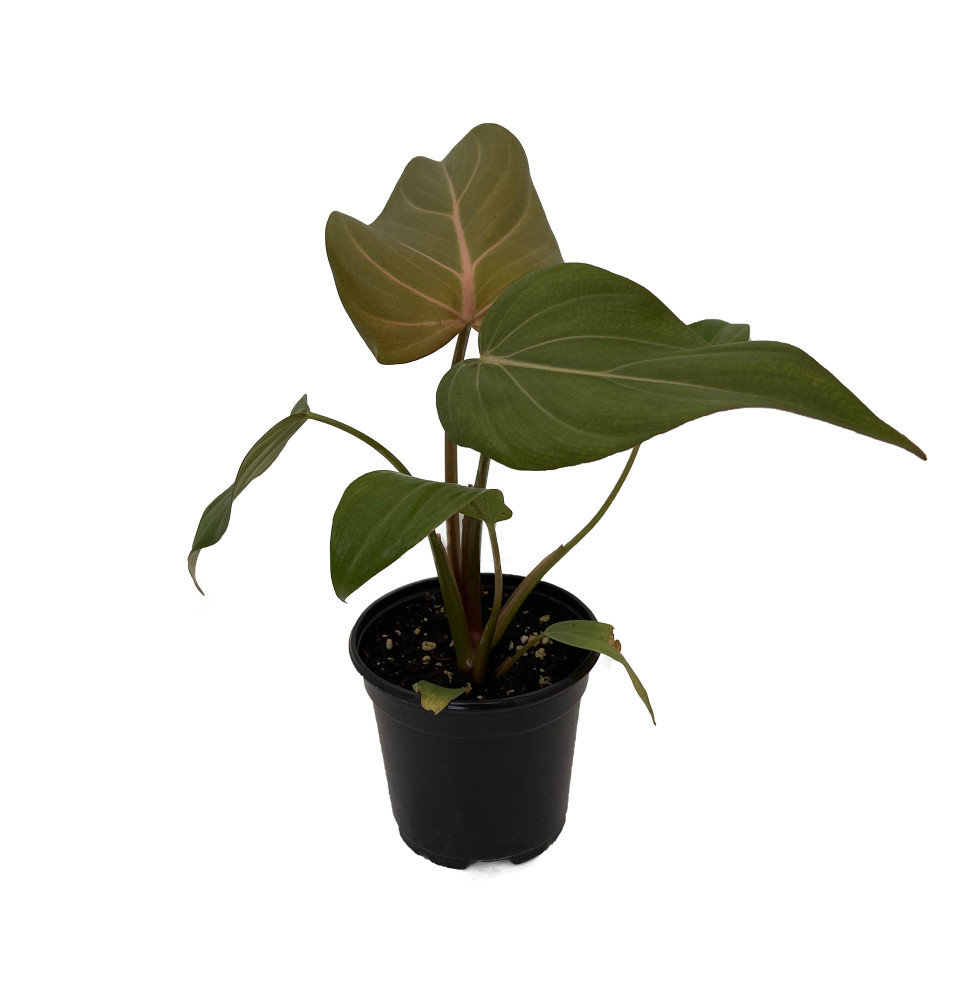 Summer Glory Philodendron - 4" Pot - Collector's Series