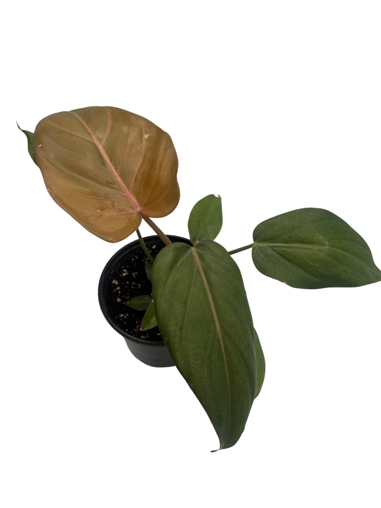 Summer Glory Philodendron - 4" Pot - Collector's Series