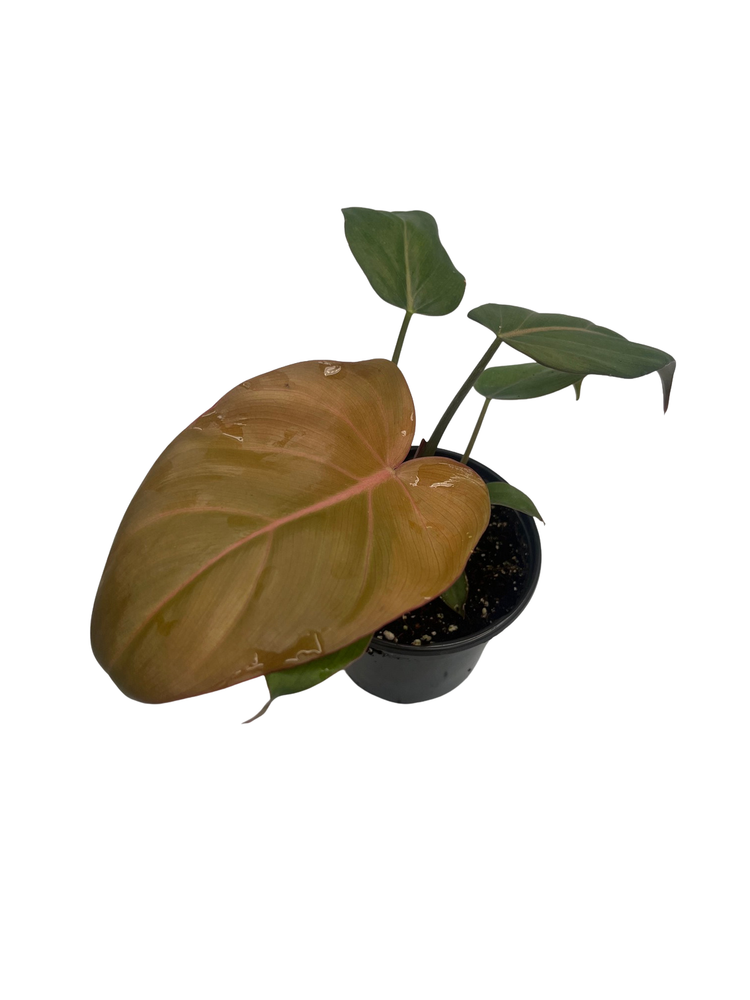 Summer Glory Philodendron - 4" Pot - Collector's Series