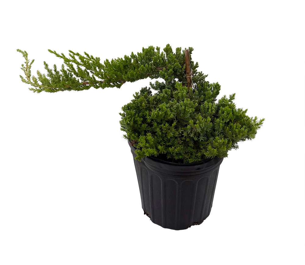 Japanese Juniper Bonsai Tree - 6" pot - Juniperus procumbens nana
