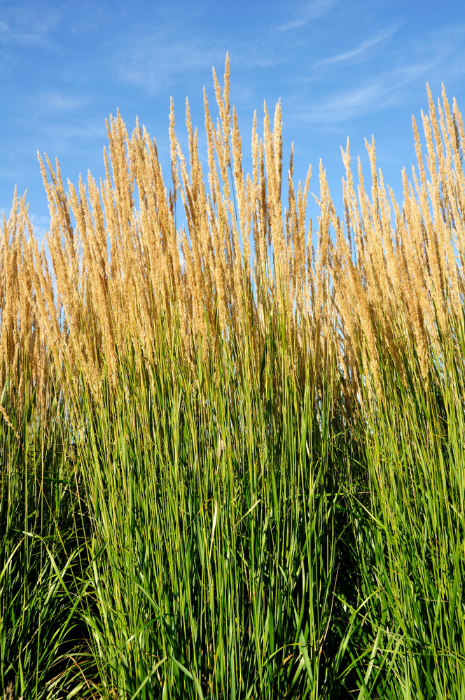 Karl Foerster Feather Reed Grass - 4" Pot - Calamagrostis