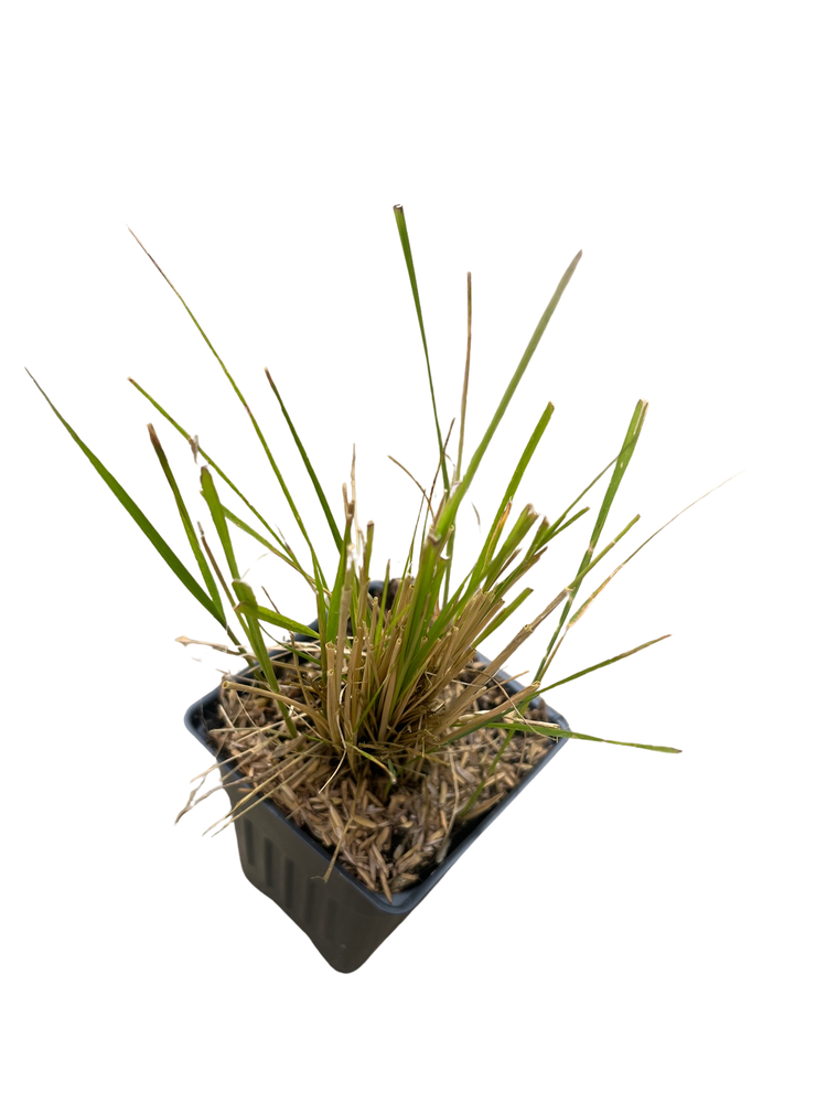 Karl Foerster Feather Reed Grass - 4" Pot - Calamagrostis