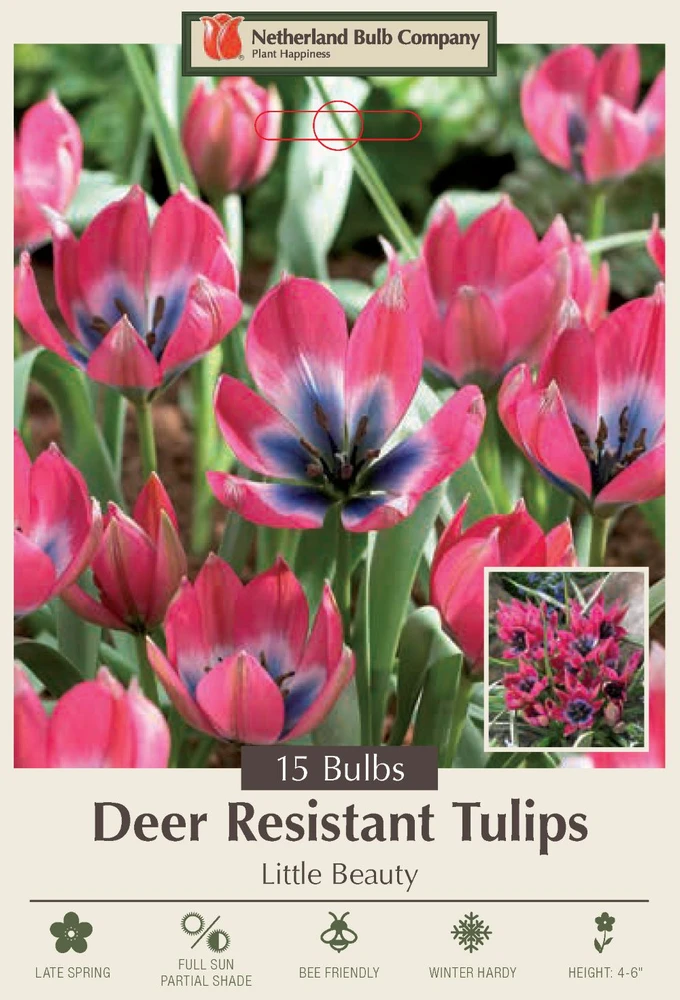 Little Beauty Perennial Tulip 15 Bulbs - Pink, White and Blue - 6/+ cm Bulbs