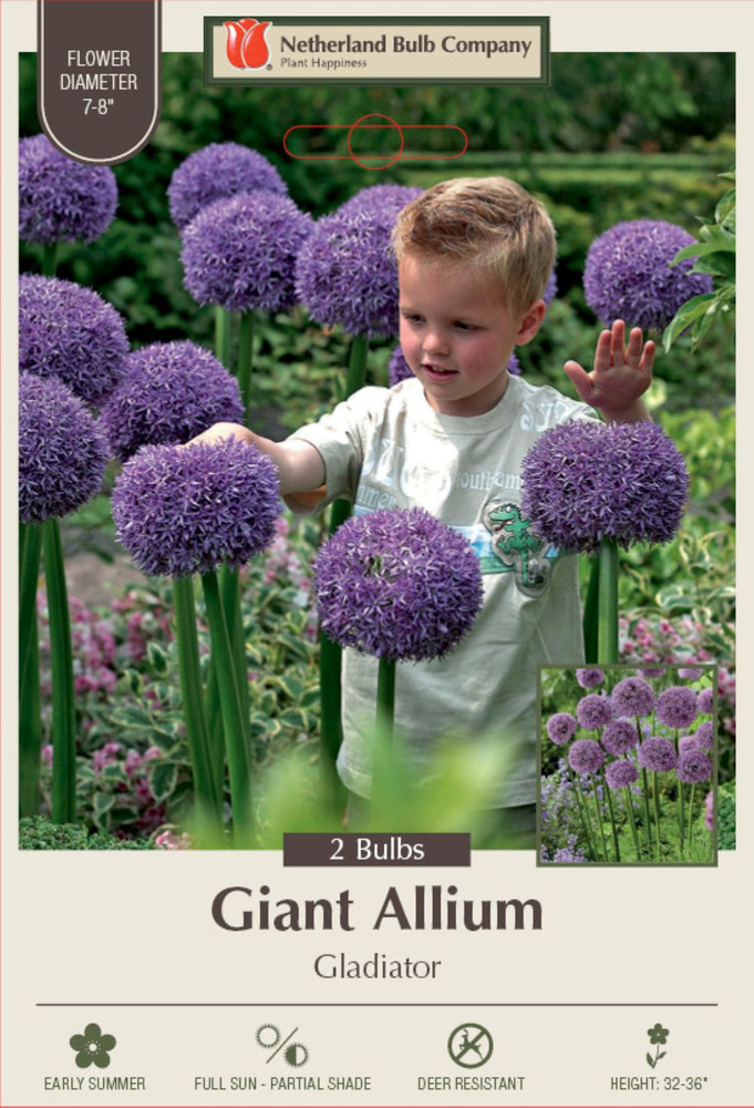 Gladiator Flowering Onion Allium 2 Bulbs - 18/+ cm