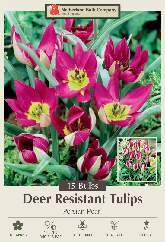 Persian Pearl Tulip 15 Bulbs - Very Hardy - Perennial - 6/+ cm Bulbs