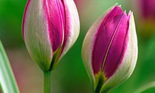 Persian Pearl Tulip 15 Bulbs - Very Hardy - Perennial - 6/+ cm Bulbs