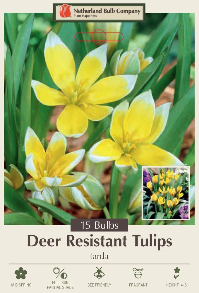 Tarda Perennial Tulip 15 Bulbs - Very Hardy - 8/+ cm Bulbs