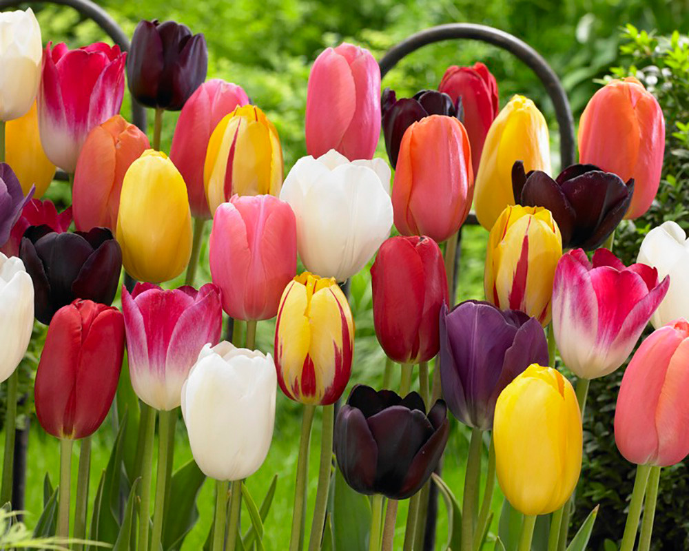 Single Late Tulip Mix - 8 Bulbs - Jewel Tone Colors - 12/+ cm Bulbs