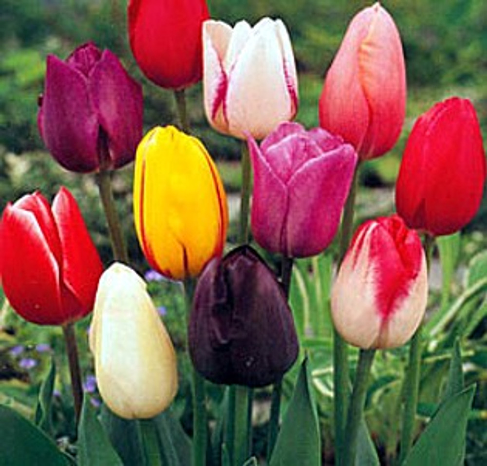 Single Late Tulip Mix - 8 Bulbs - Jewel Tone Colors - 12/+ cm Bulbs