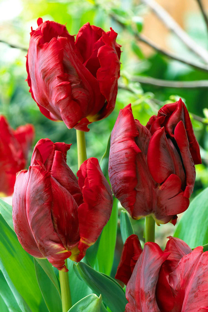 Red Madonna Parrot Tulip 7 Bulbs - EXOTIC - 12/+ cm Bulbs