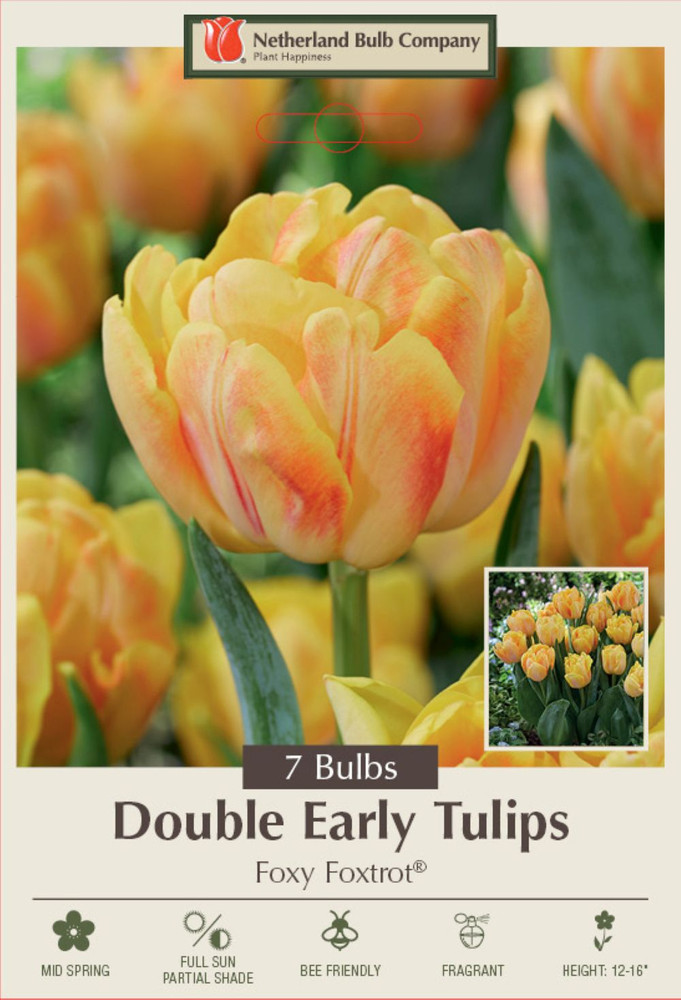 Foxy Foxtrot Double Early Tulip - 7 Bulbs - 12/+ cm Bulbs