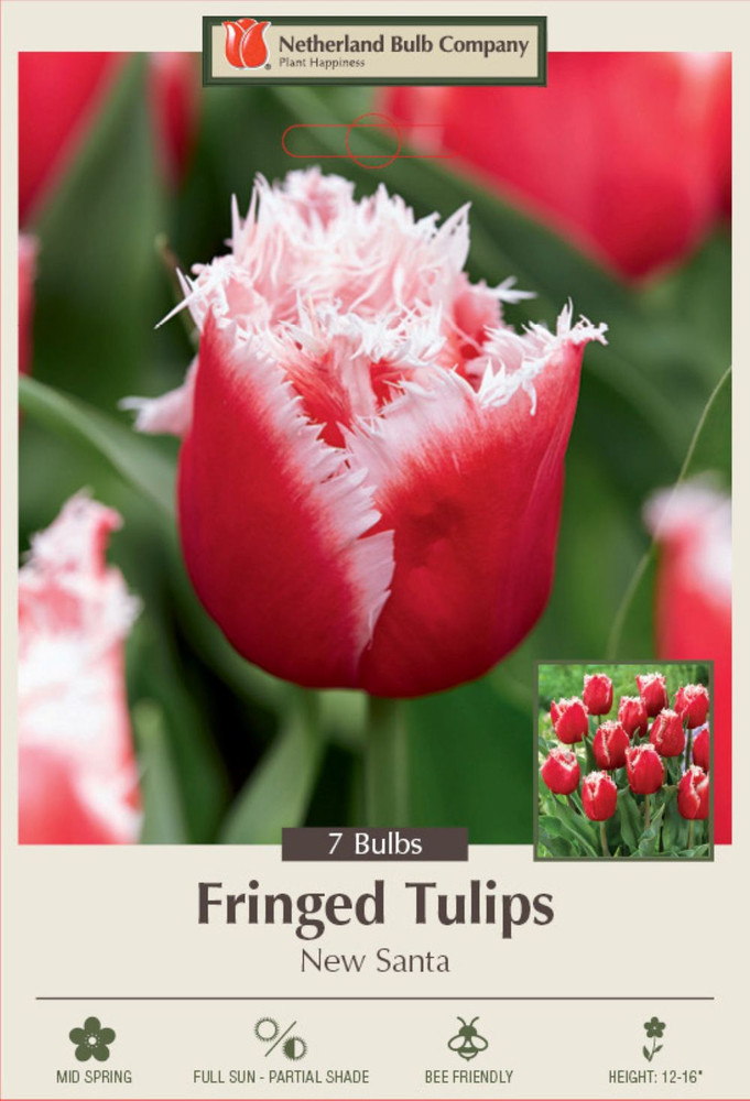 New Santa Fringed Tulip 7 Bulbs - 12/+ cm Bulbs - Red / White Fringe