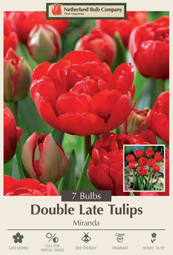 Miranda Double Late Tulip - 7 Bulbs - 12/+cm Bulbs - Cardinal Red