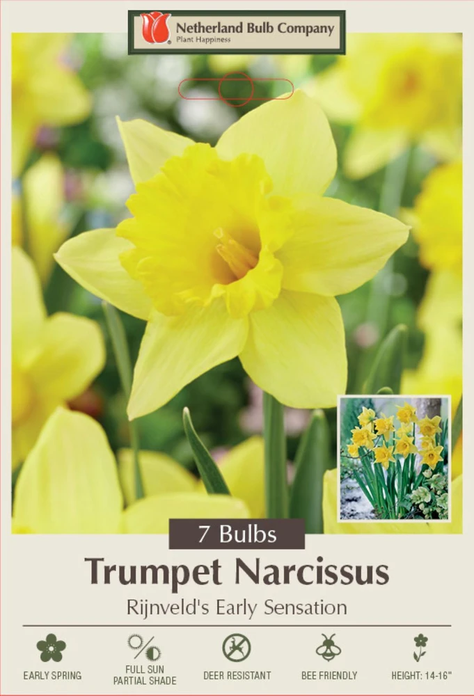 Rijnveld's Early Sensation Trumpet Daffodil 7 Bulbs - 14/16 cm Bulbs