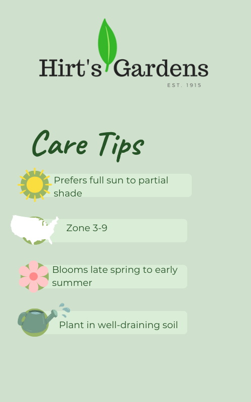 Strong Love Triumph Tulip 7 Bulbs - 12/+ cm Bulbs