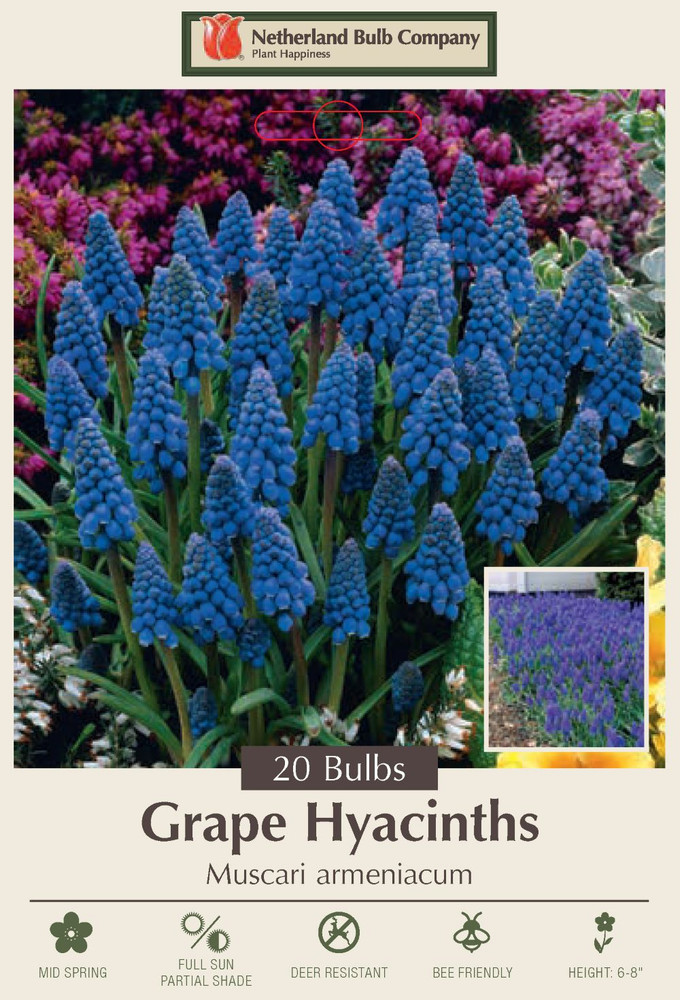 Blue Grape Hyacinth 20 Bulbs - Muscari armeniacum - 8/9 cm Bulbs