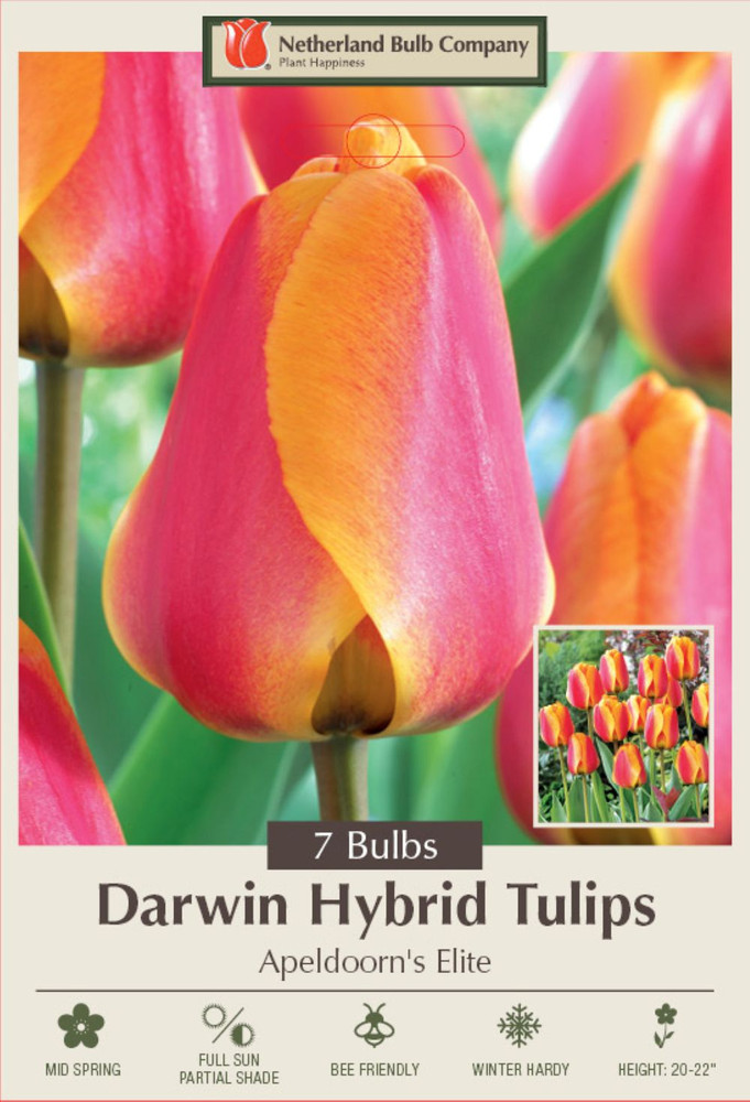 Apeldoorn's Elite Darwin Tulip 7 Bulbs 12/+ cm - Giant Blooms