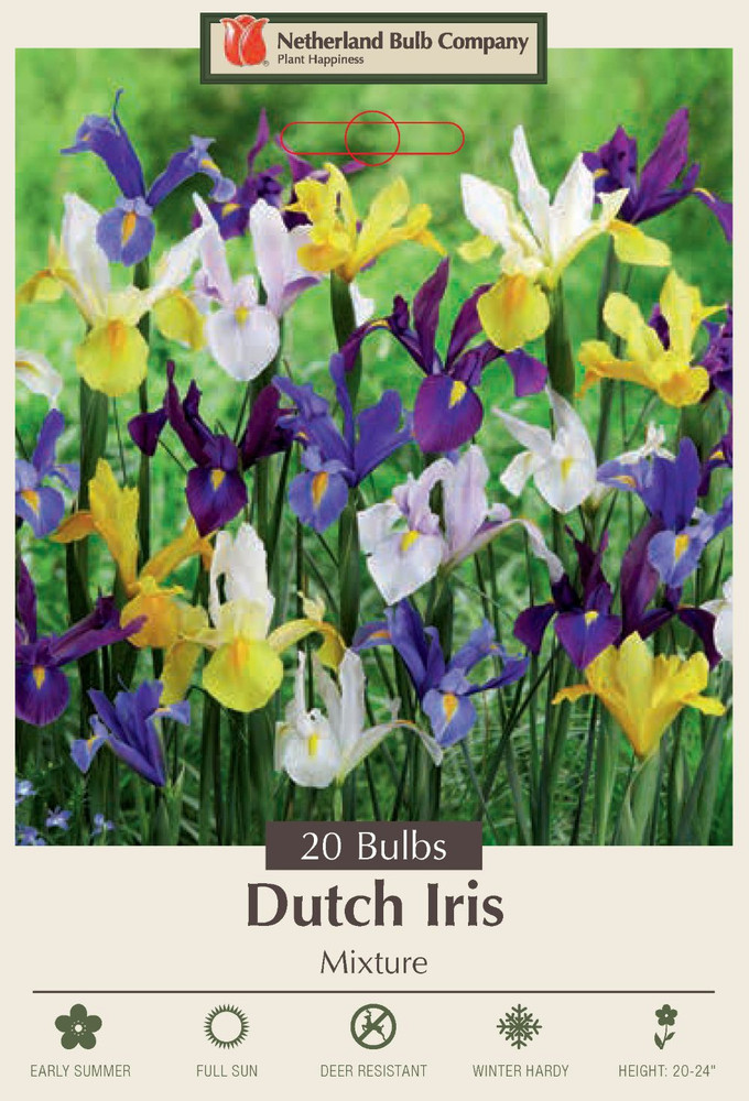 Dutch Iris Mixture 20 Bulbs - Hardy - 8/9 cm Bulbs