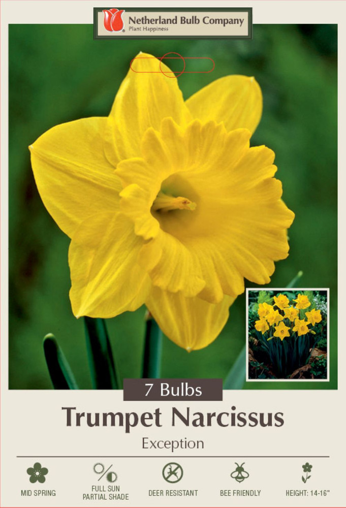 Exception Trumpet Daffodil/Narcissus 7 Bulbs -14/16cm Bulbs