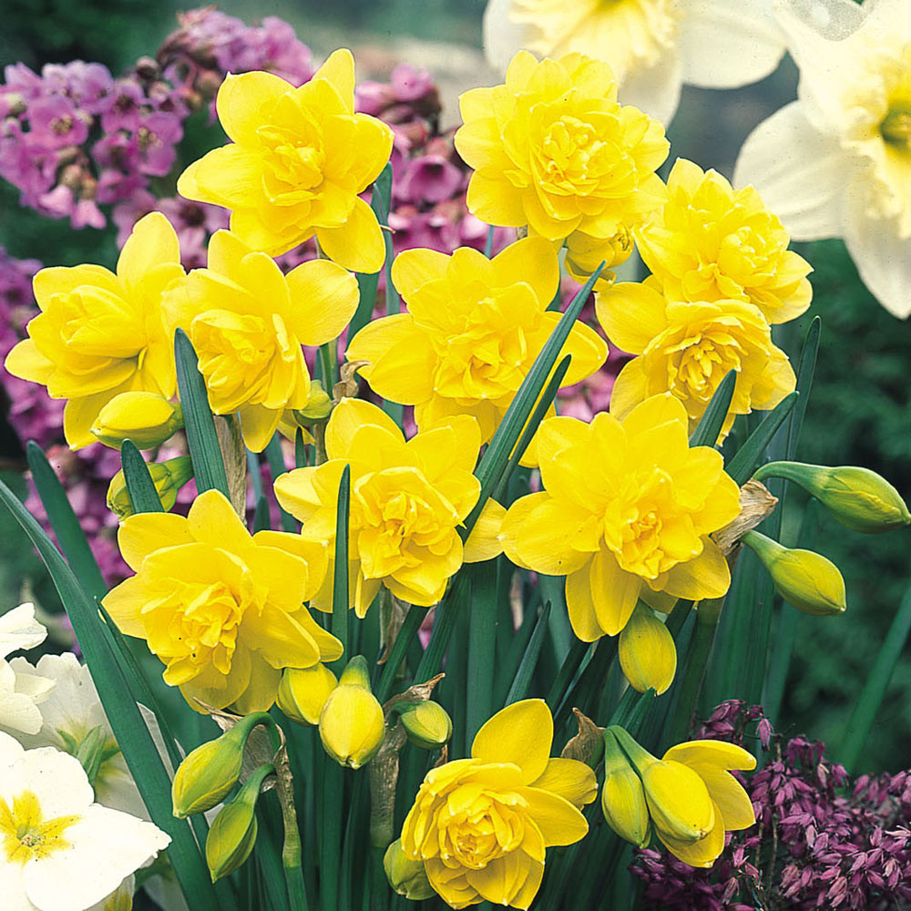 Golden Ducat Double Narcissus/Daffodil 7 Bulbs - 14/16 cm Bulbs