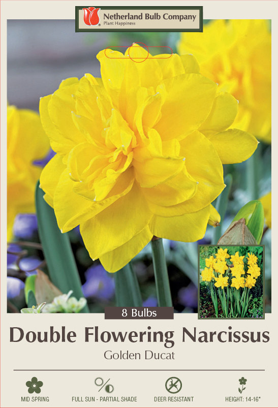 Golden Ducat Double Narcissus/Daffodil 7 Bulbs - 14/16 cm Bulbs