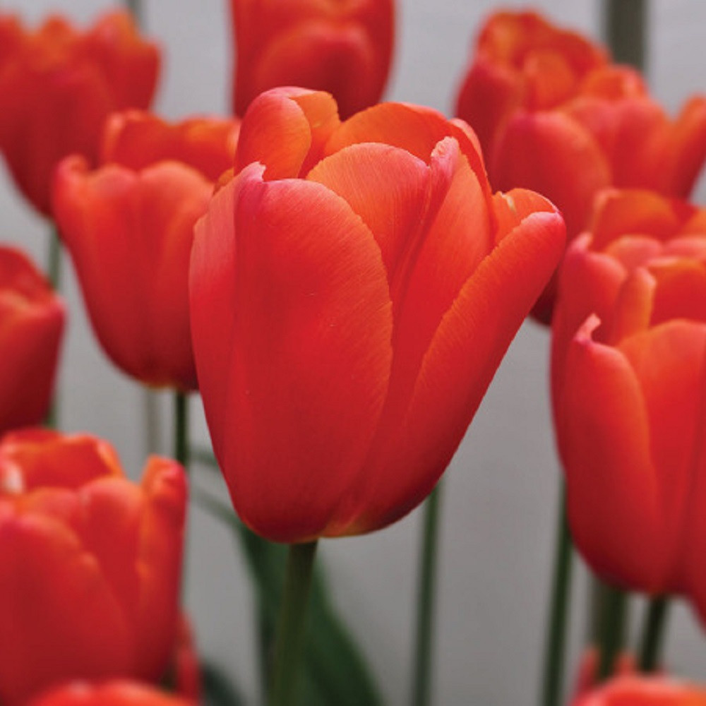Orange Juice Triumph Tulip 7 Bulbs - 12/+ cm Bulbs
