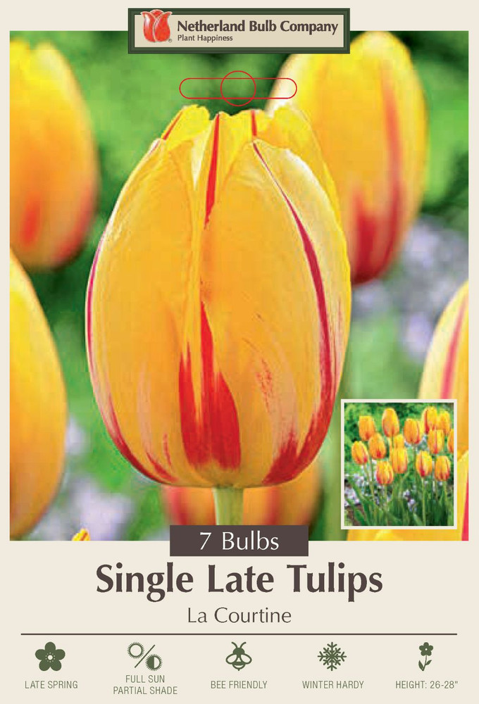 Single Late La Courtine Tulip 7 Bulbs - 12/+ cm Bulbs
