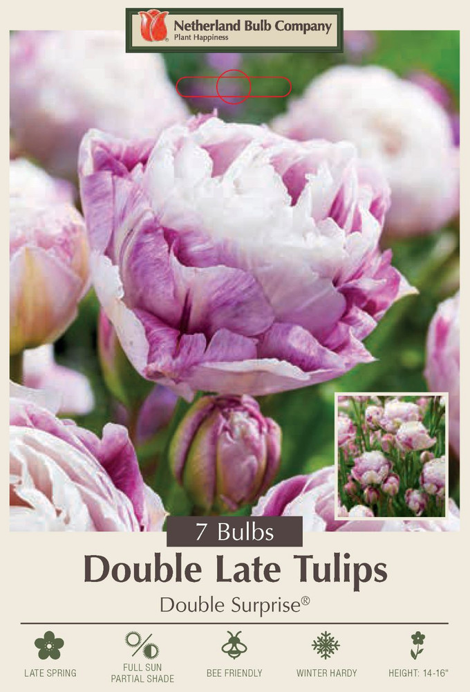 Double Surprise Tulip - 7 Bulbs - 12/+ cm Bulbs - Lilac Blooms
