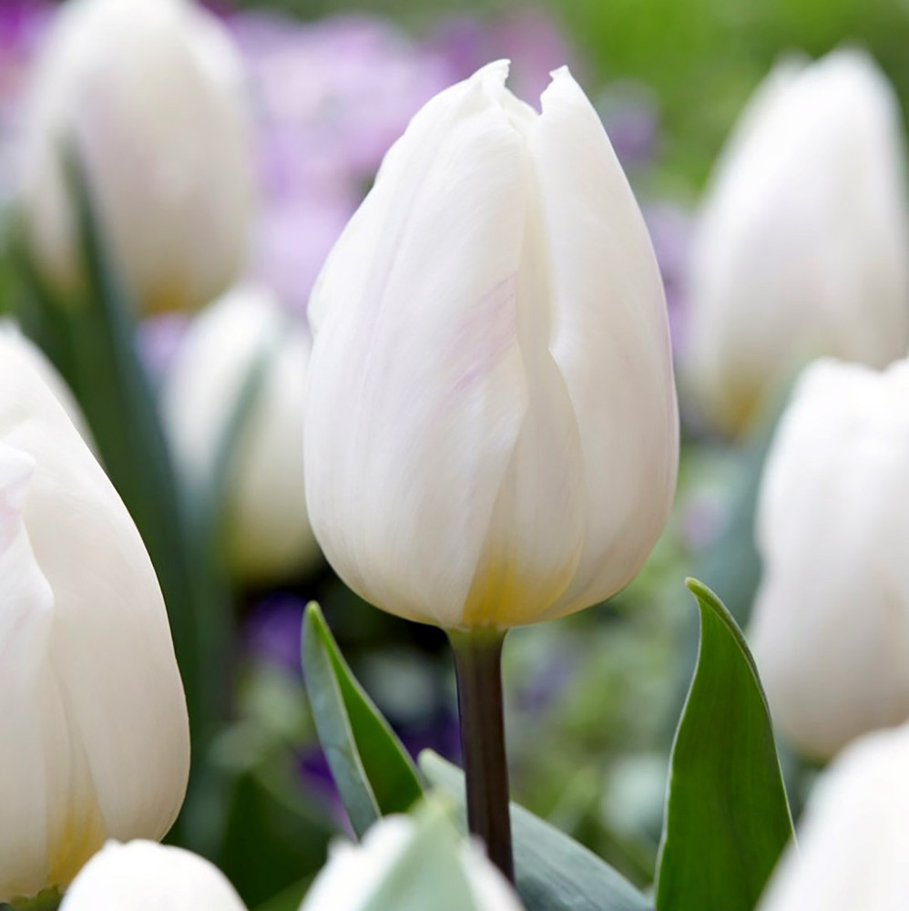 White Flag Triumph Tulip 7 Bulbs - 12/+ cm Bulbs