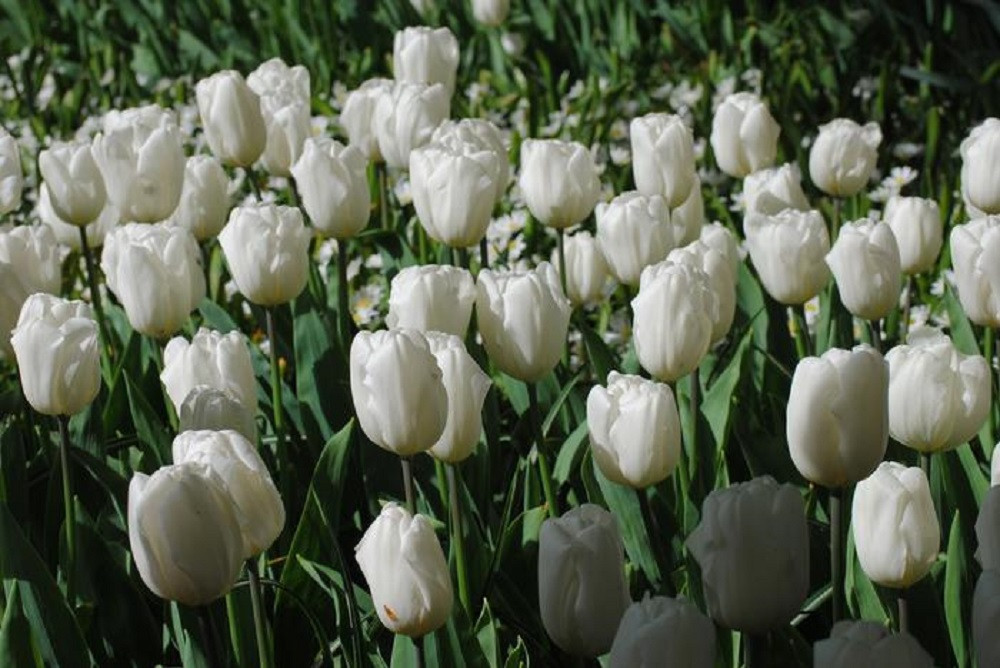 White Flag Triumph Tulip 7 Bulbs - 12/+ cm Bulbs