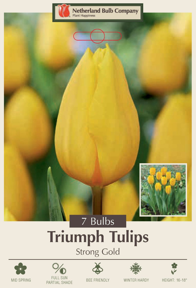 Strong Gold Triumph Tulip 7 Bulbs - 12/+ cm Bulbs