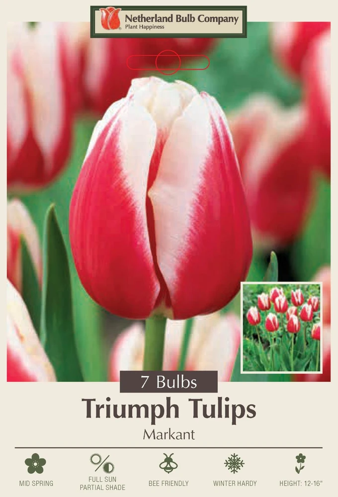 Markant Triumph Tulip 7 Bulbs - 12/+ cm Bulbs