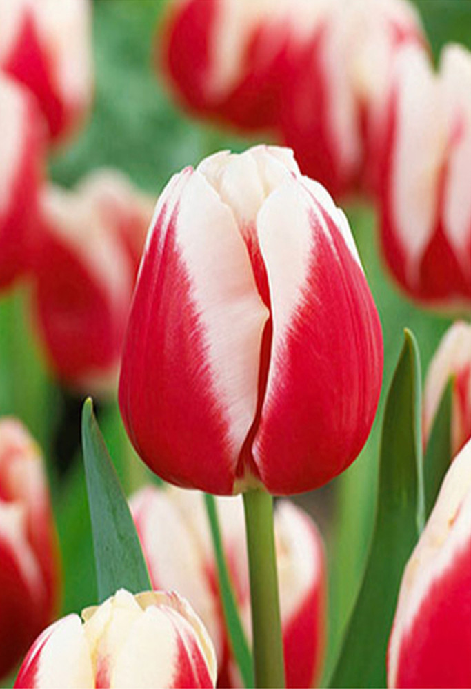 Markant Triumph Tulip 7 Bulbs - 12/+ cm Bulbs - NEW