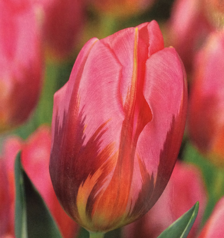 Pretty Princess Triumph Tulip 7 Bulbs - Exclusive - 12/+ cm Bulbs