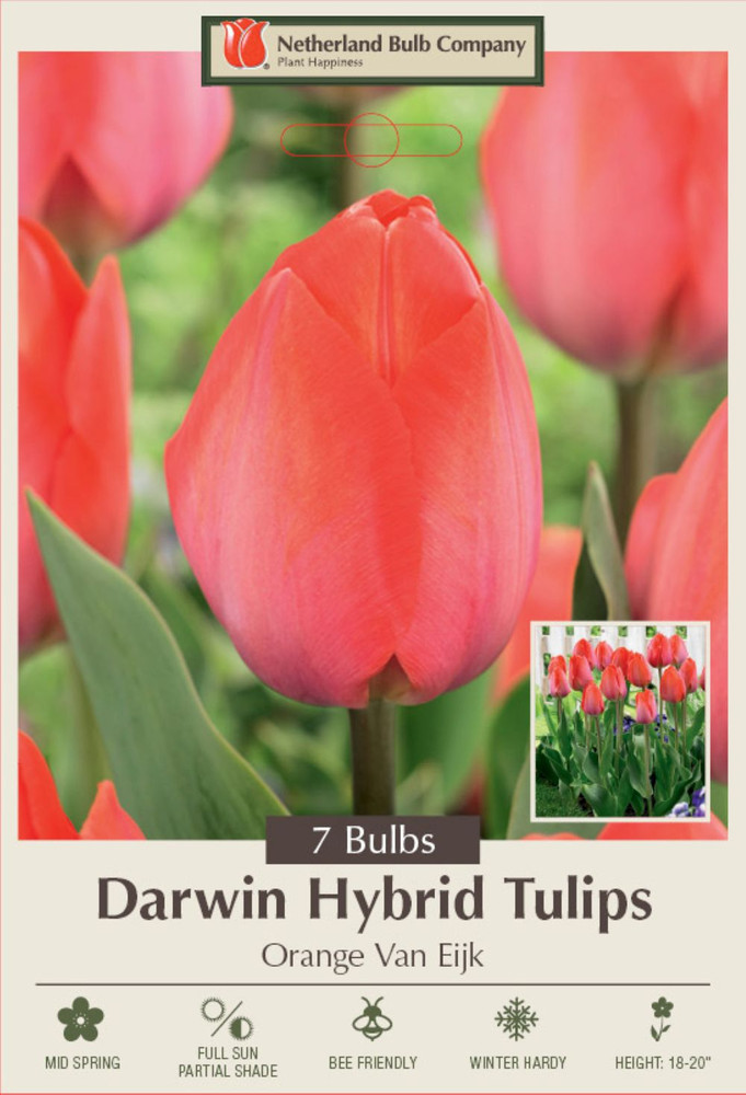 Orange Van Eijk Darwin Tulip - 7 Bulbs - 12/+ cm Bulbs