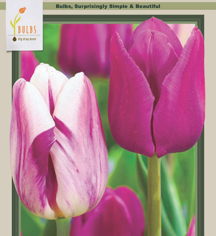 Jellyfish Triumph Tulip Mix 12 Bulbs - Purple Shades and White - 12/+ cm Bulbs