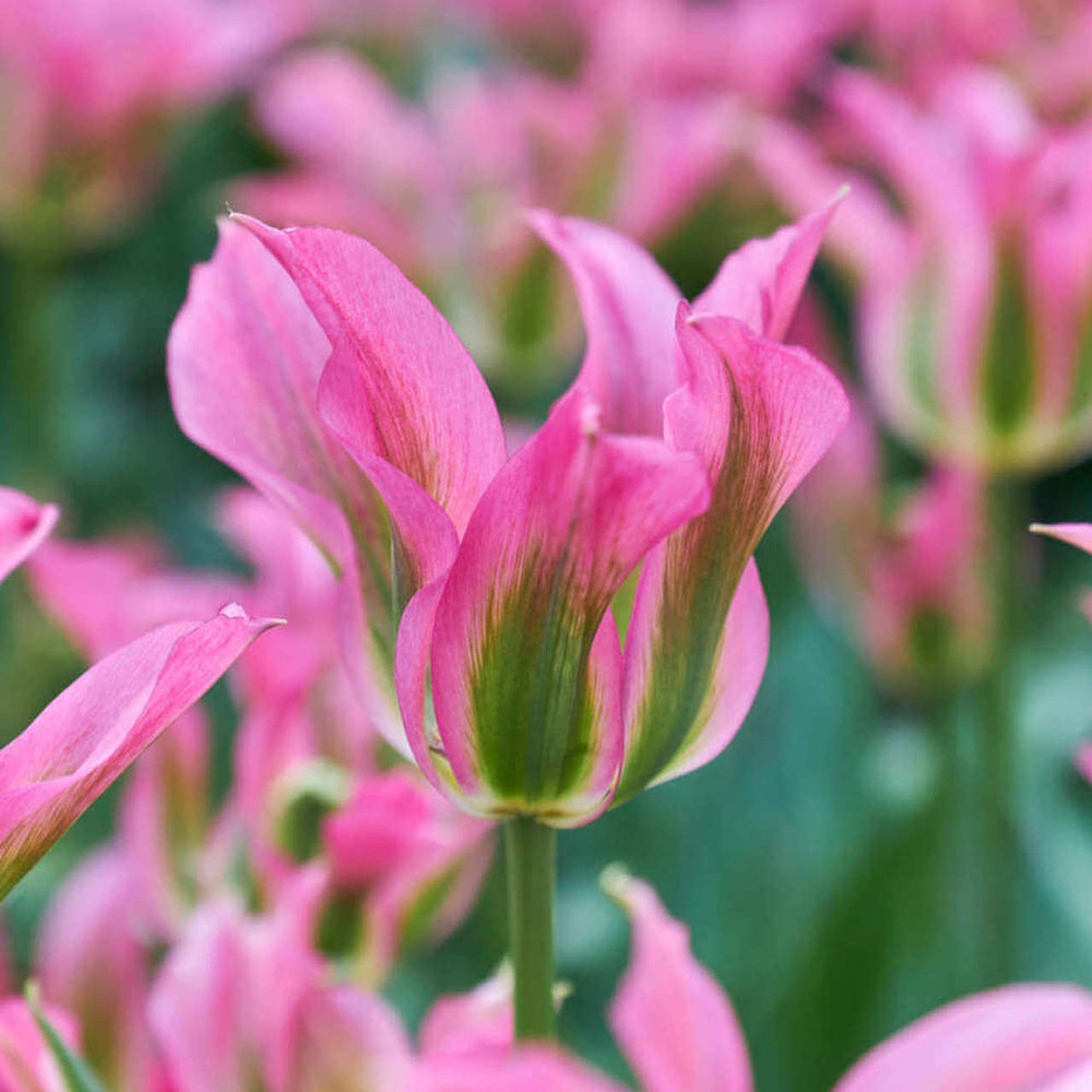 Love Dance Tulip 5 Bulbs - Exclusive! - 12/+ cm Bulbs - Pink Color